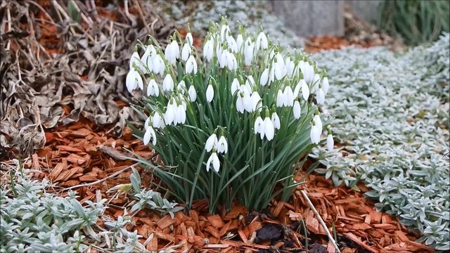 Schneegl&ouml;ckchen im Steingarten