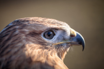 Portrait of Long-legged buzzard