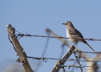 Northen Mockingbird