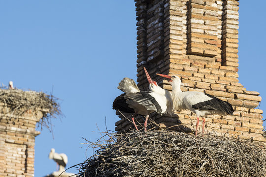 Storks in San Miguel Collegiate Church, Alfaro (Spain)