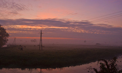 krowy na łące o wschodzie © Jakub Kałek