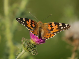 Orange butterfly sitting on a flower in the garden.