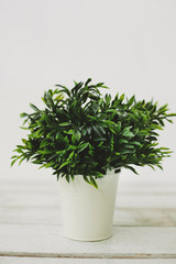 Green plant in a white pot on white background