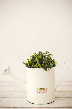 Green plants in retro watering can