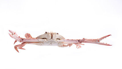 Fototapeta na wymiar Crab streamed isolated