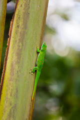 Madagascar day gecko