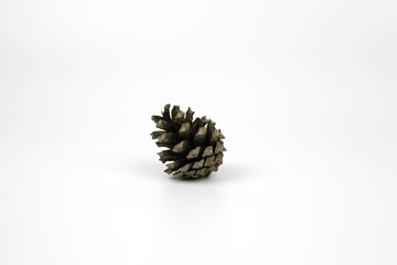 Pinecone on white background