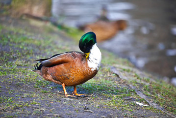 cute mallard