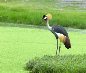 Crowned Crane