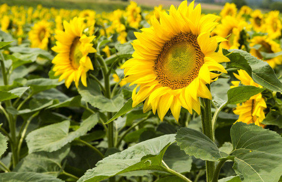 Large happy sunflower and sunflower oil crop on a sunny day in t