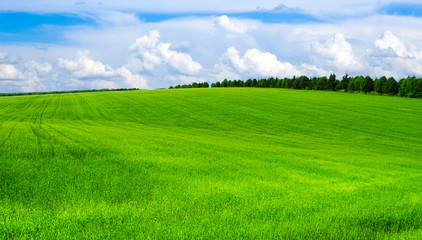 Fototapeta premium green field