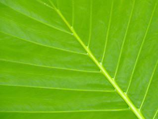 leaf texture