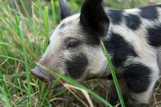 Young pic of Bunte Bentheimer &ndash; one of the oldest house-pig races (sus scrofa domestica)