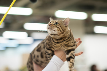 funny cat