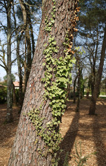 Lierre grimpant sur arbre