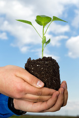 Man hands holding a green young plant. Symbol of spring and ecol