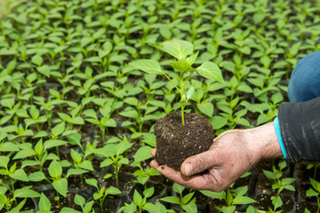 Man hands holding a green young peper plant in greenhouse. Symbo