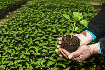 Man hands holding a green young peper plant in greenhouse. Symbo