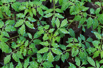 small tomato  plants in a greenhouse for transplanting