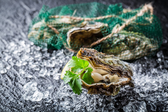 Delicious oyster in shell on ice with lemon