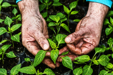 Closeup of the hands of a man who treats small pepper plants in - obrazy, fototapety, plakaty