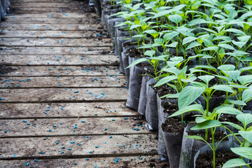 small pepper plants in a greenhouse for transplanting