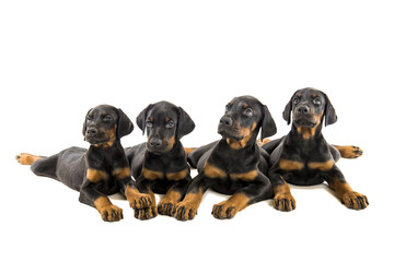 Obraz premium Puppies doberman pinscher