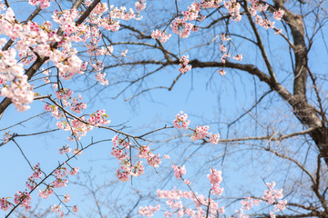 The cherry blossom
