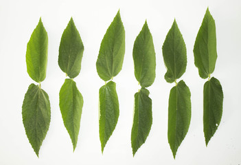 Leaf green concept white background.