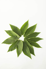 Leaf green concept white background.
