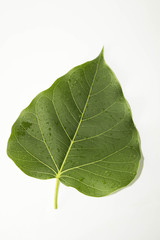 Obraz premium Leaf green concept white background.