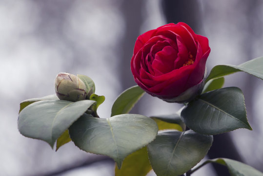 One rose and background of bokeh