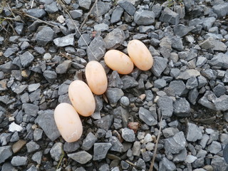 Painted Turtle Eggs