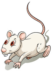 White little rat