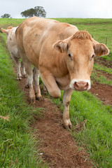 jeune vache limousine