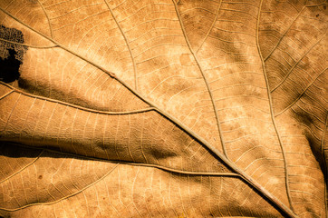 Texture of dry leaf background