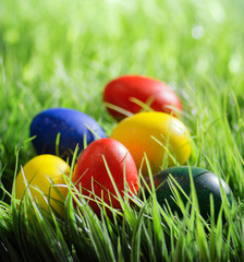 Fototapeta na wymiar Colorful Easter eggs on green grass in the morning