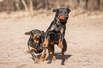 Two rottweiler dogs playing in the park