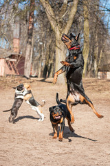 Group of dogs playing in the park