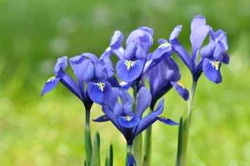 Crédence de cuisine en verre imprimé Iris iris bleu sur fond vert