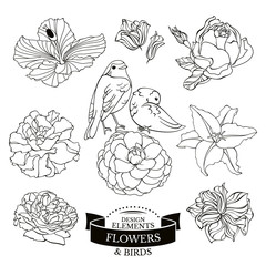 Set of flowers and birds vector illustration