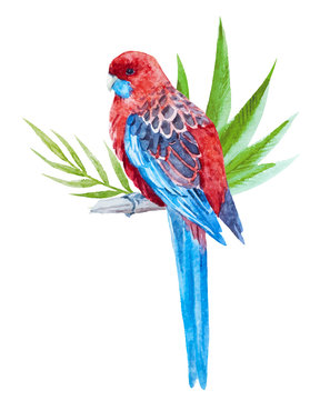 Nice tropical bird