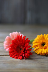 Colorful gerbera on wooden boards