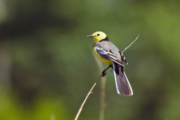Fototapeta premium Yellow-headed wagtail sitting on a branch