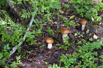 Three young white mushroom