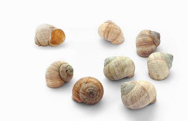Eight cockle-shells