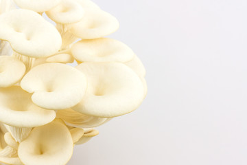 Oyster Mushroom growing on the bottle.