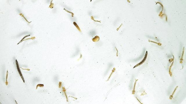 Dengue Fever Mosquitoe Larva