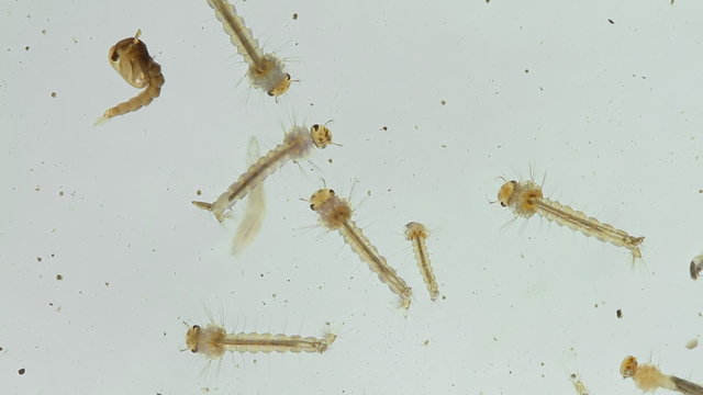 Mosquito Larvae and Worms Water Sample 25x