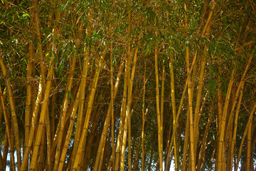 Fototapeta premium bamboo forest